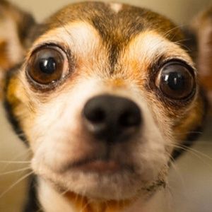 Meet your Posher, Mason